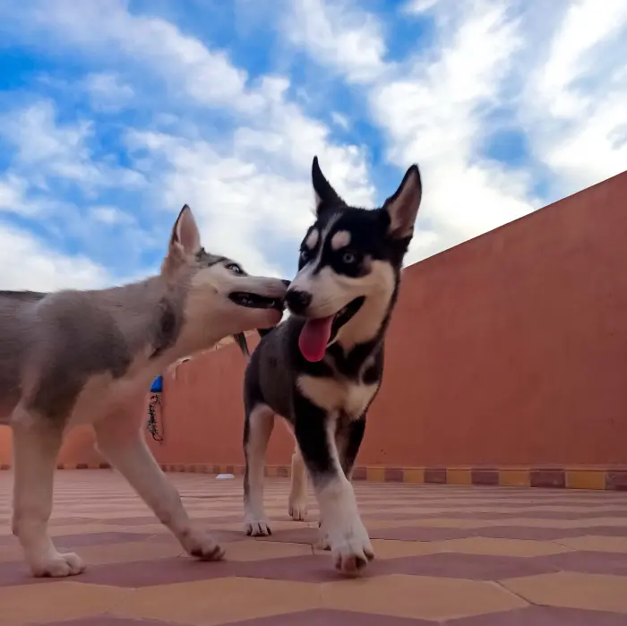 Chiens Husky pure race