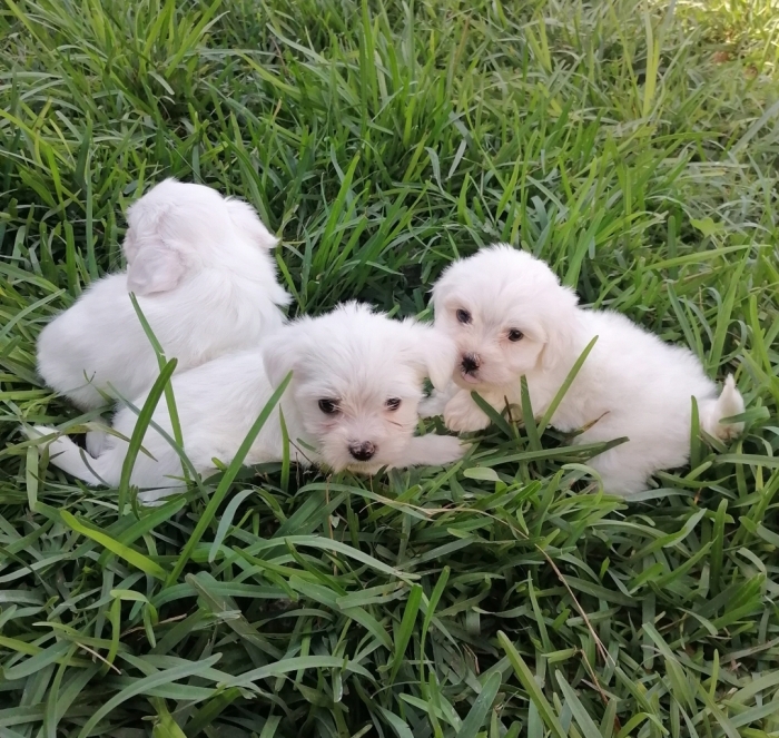 Bichon Maltais