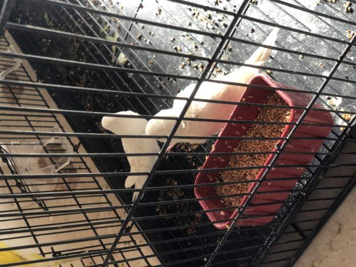 budgie latino et albino