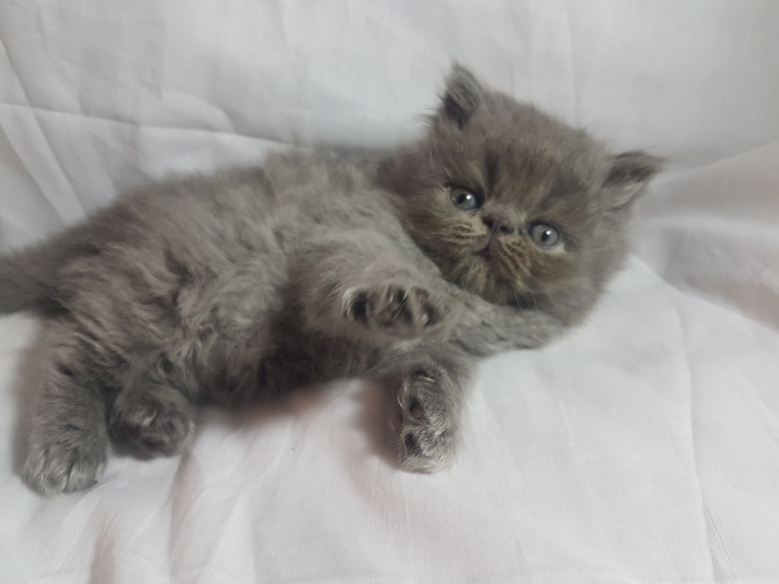 Chaton persan 2 mois