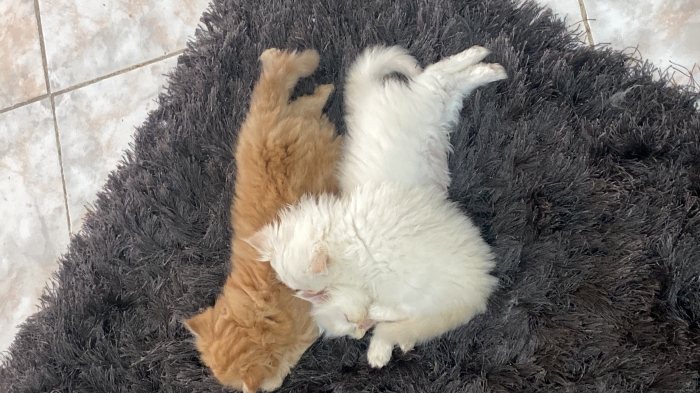 “Chatons Persans à vendre – 2 femelles blanches yeux bleus + 1 mâle – Casablanca”