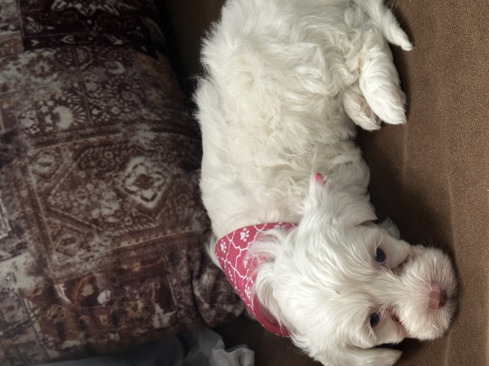 Bichon maltais original