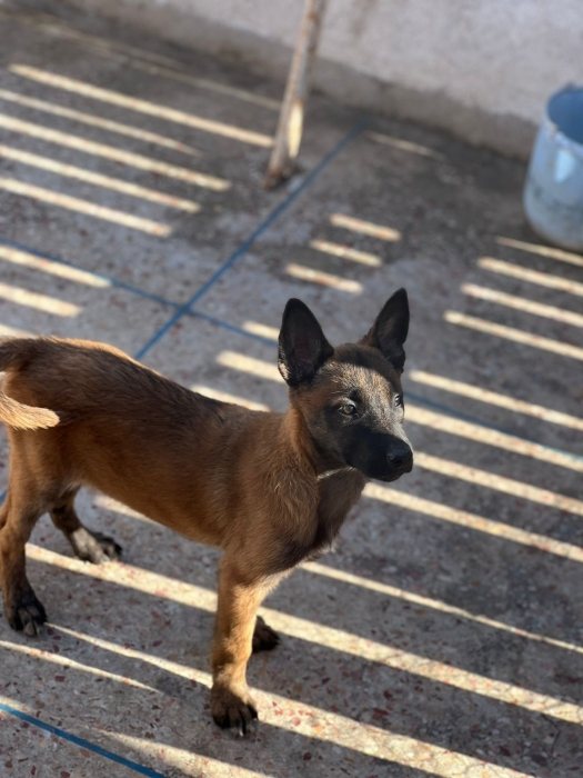 Chiots Malinois Charbonné