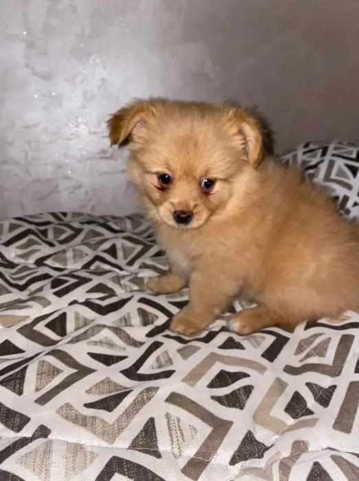 Chiot Spitz nain mixé