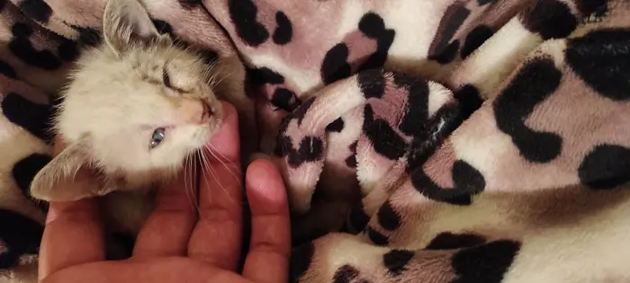 Donner un ptit chaton