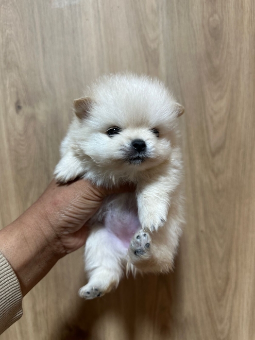 Très Beaux Chiot Spitz