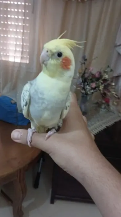 Calopssite Isabelle bien dressé