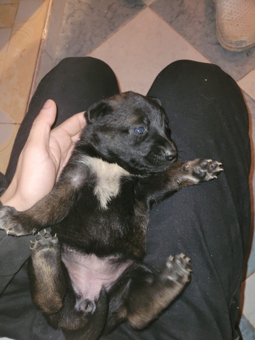 Des chiots malinois charbonnés