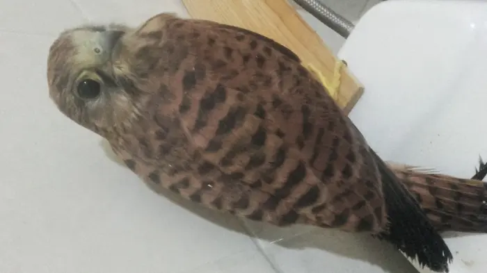 Faucon crecerelle-femelle