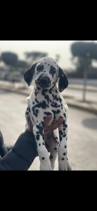 dalmatien