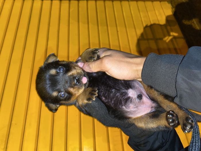 Bnjr disponible un chiot rottweiller