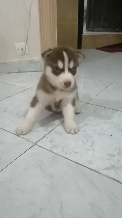 Chiot husky