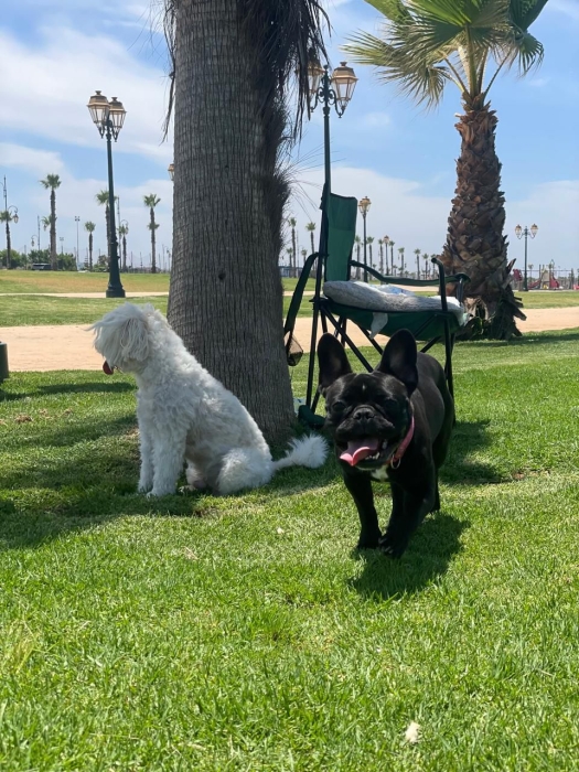 Bouledogue français