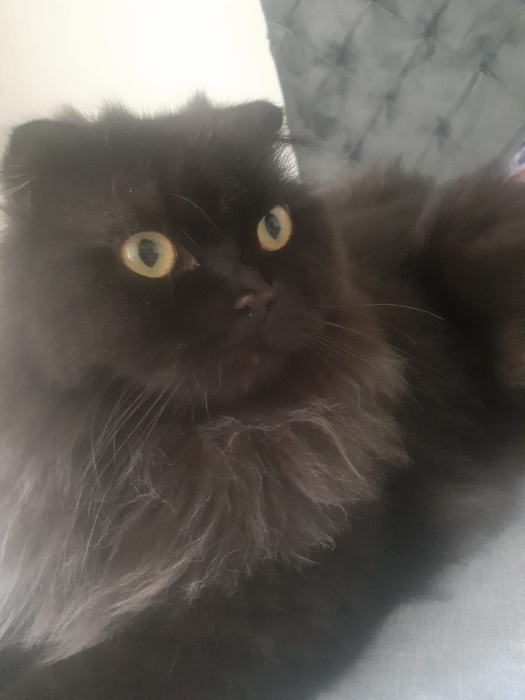 scotish Fold Black and Grey