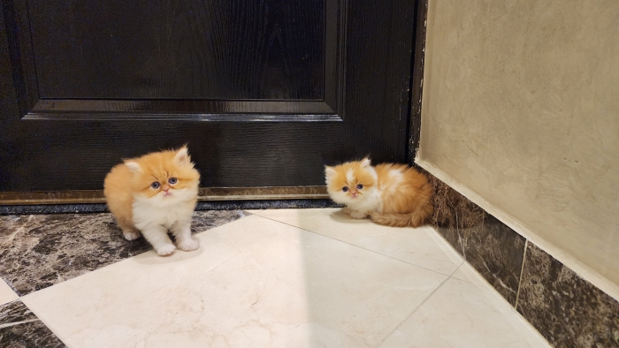 chatons persan pure race