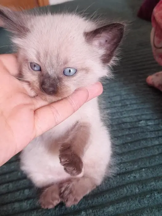 SIAMOIS BALINAIS PURE RACE