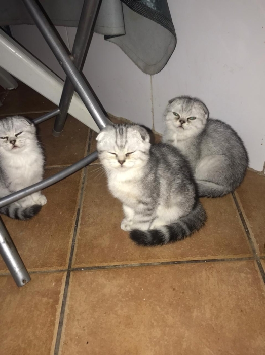 Chat Scottish a vendre