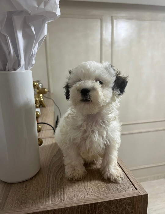 Bichon Havanais 🎊