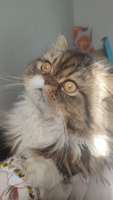 Mâle persan race pur