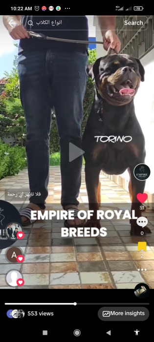 Chiots rottweiler pedigree à vendre