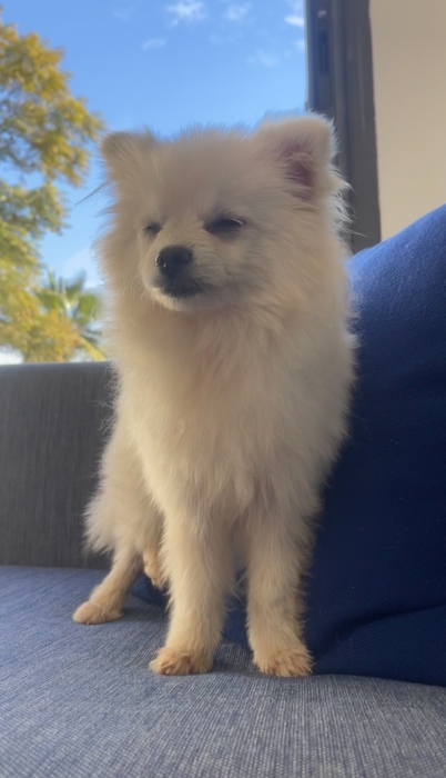 FEMELLE SPITZ NAIN BLANCHE PURE