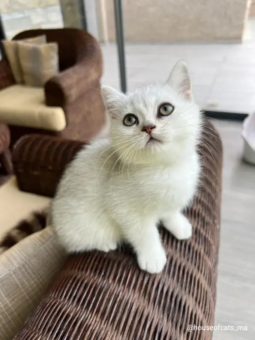 Chat scottish straight