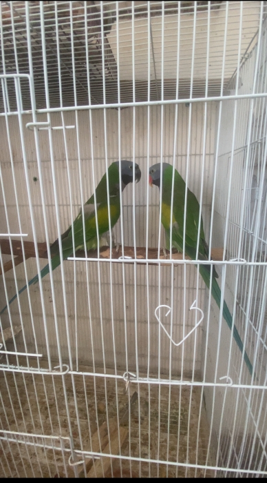 COUPLE DERBYAN ADULTE
