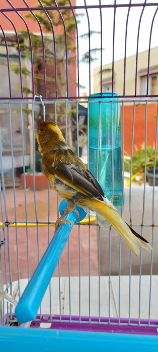 Canari chanteur avec Cage