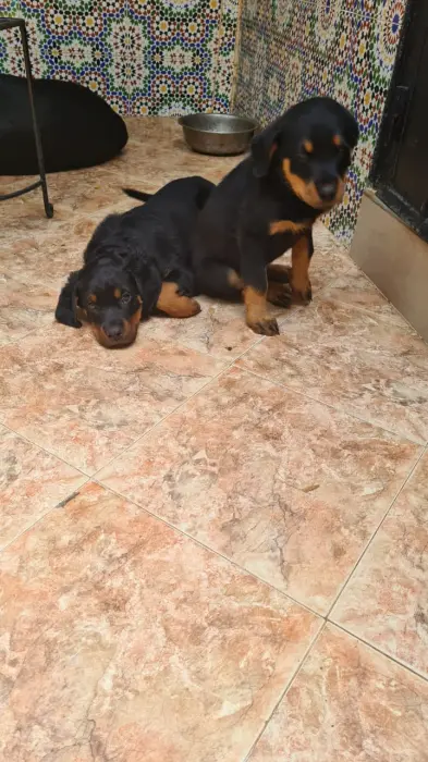 Rottweiler