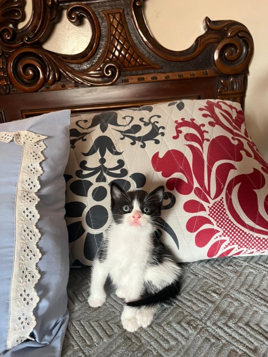 Châteaux pour adopter