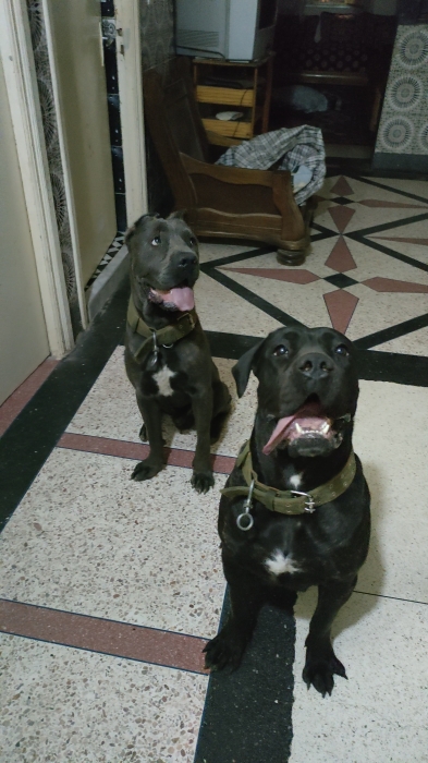 Couple Cane Corso de pure race