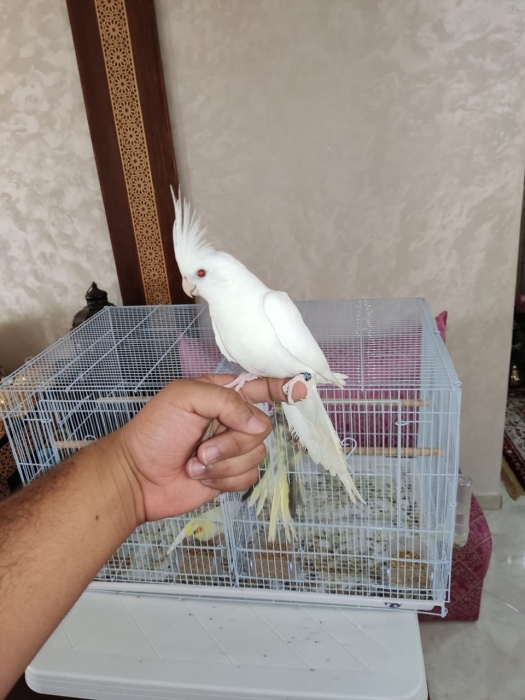 Des oiseaux bien dressé à Casablanca