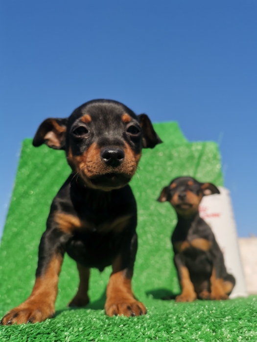 Pinscher nain