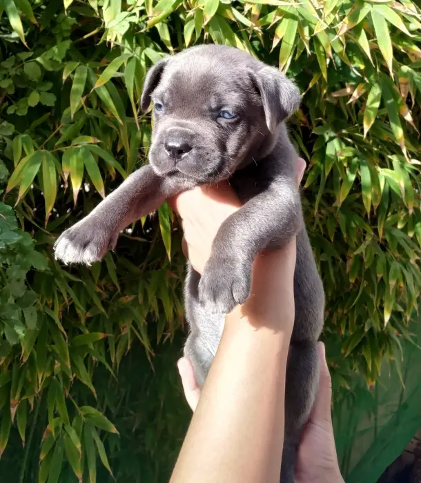 3 male chiot cane corso