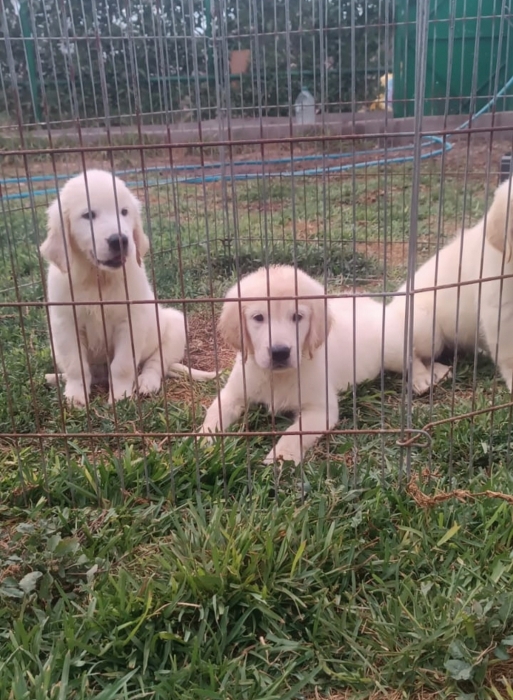 Golden retriever 🔥