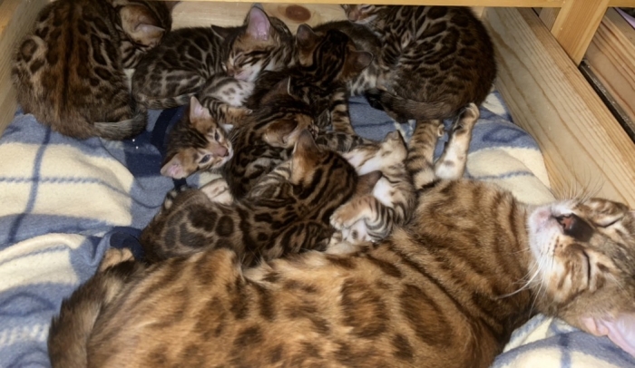 Bengal femelles disponibles