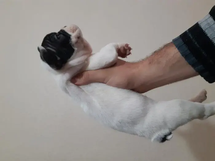 Mâles Bouledogues francais 55jr