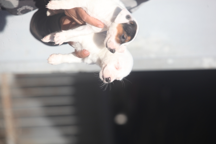 magnifiques chiots jack russel