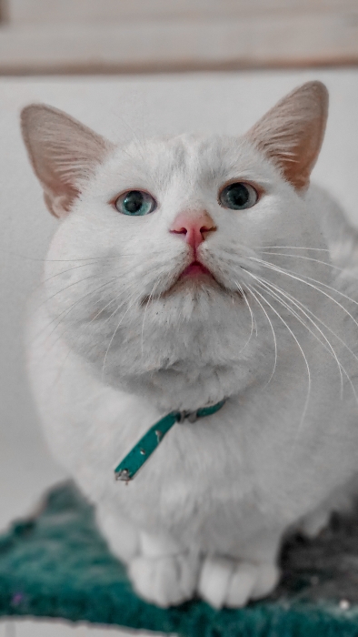 Angora turc mal pour adoption