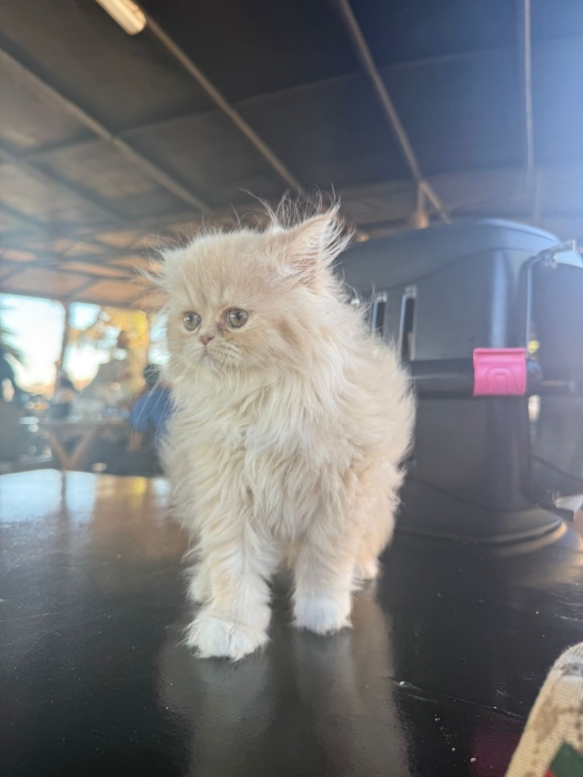 Chat persan à vendre