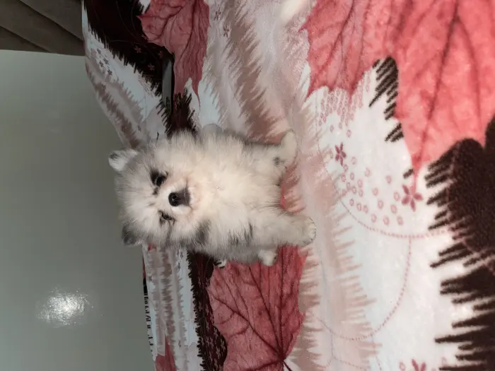 Spitz pomeranian merle