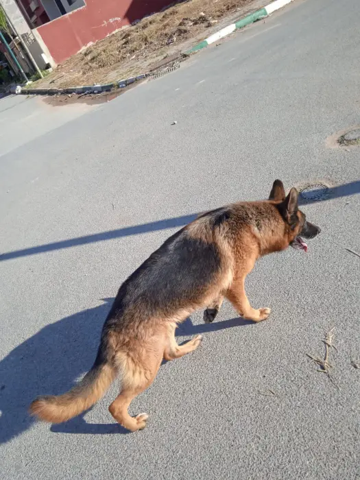 Bergee allmand couple