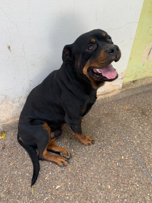 Chien Rottweiler