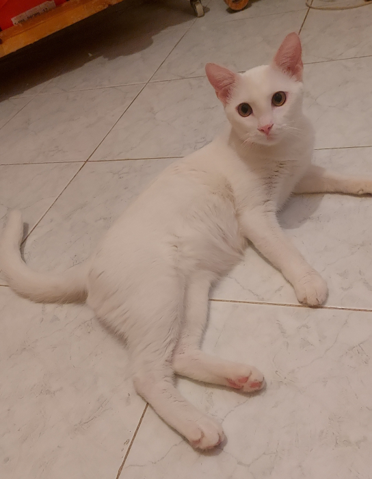 Chat Blanc Khao Manee