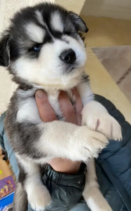 Husky poil long pure race