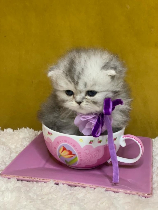 Chat Scottish fold highland