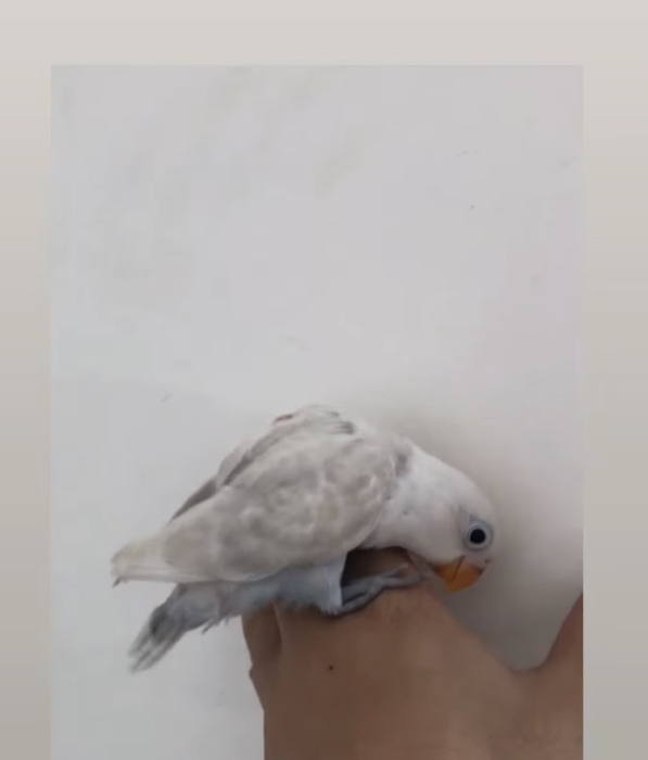 Inséparable dressé