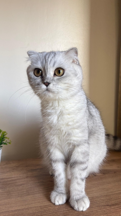Scottish fold & british longhair