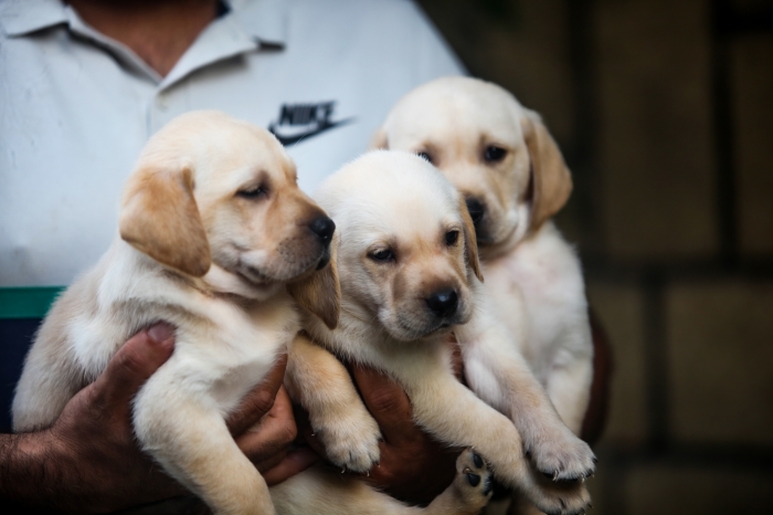 Disponibles magnifiques chiots LABRADOR pur race