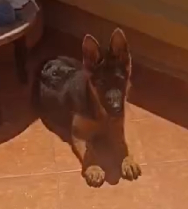 Pedigree berger allmand